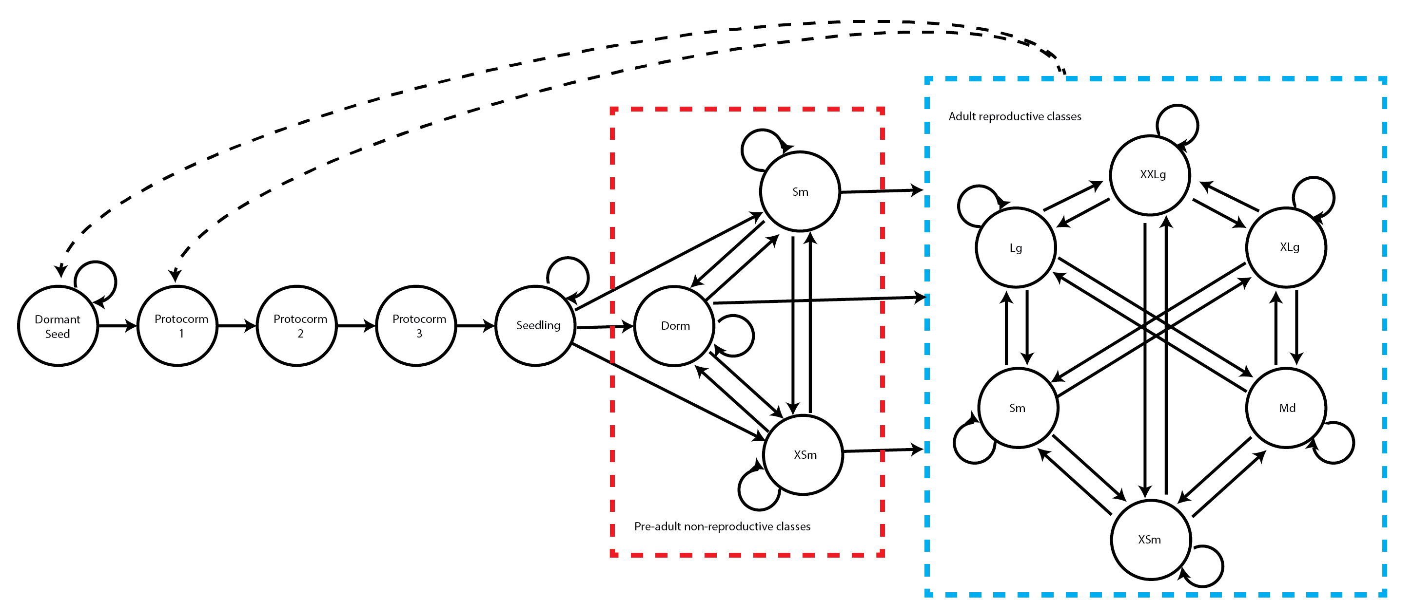  Figure 3.4: Imaginary life history for perennial plant species X, with a pre-adult non-reproductive set of 3 stages that eventually leads to a reproductive set of stages, from which the plant cannot return.