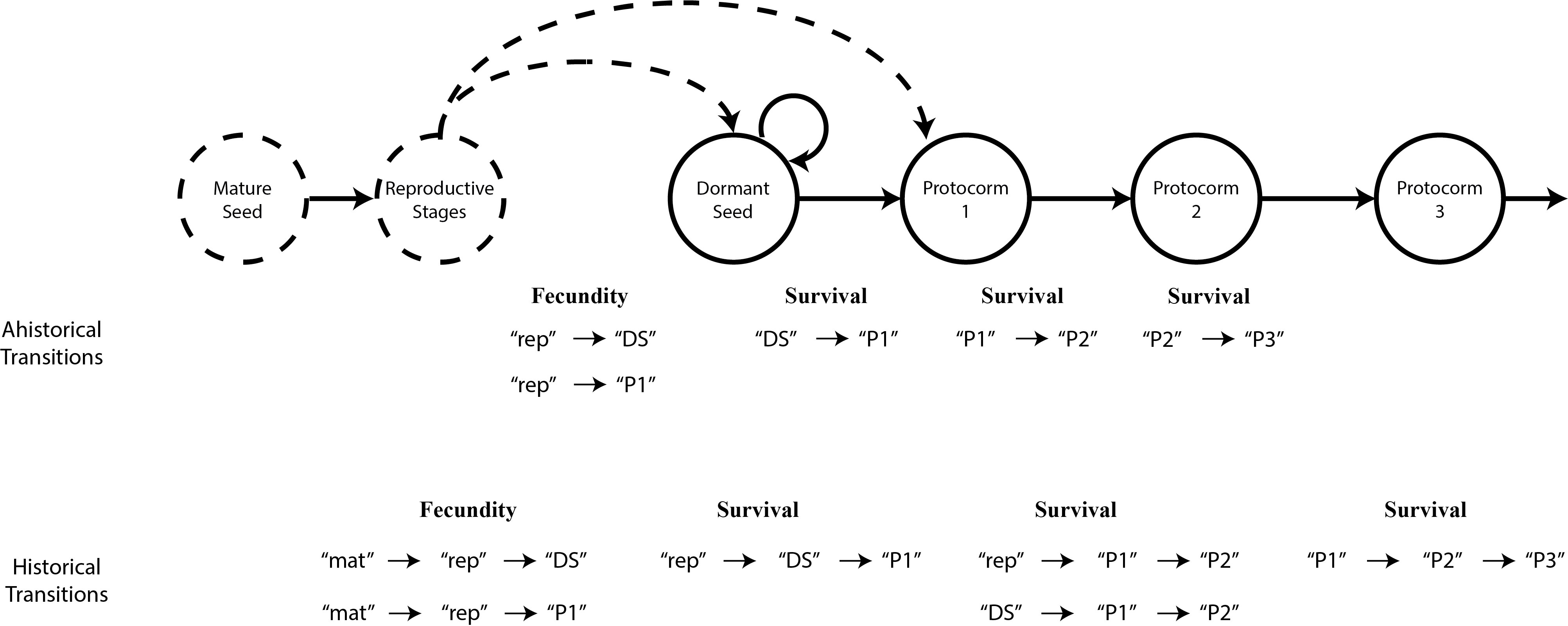  Figure 3.3: The fecundity transition and directly related survival transitions in both ahistorical and historical format