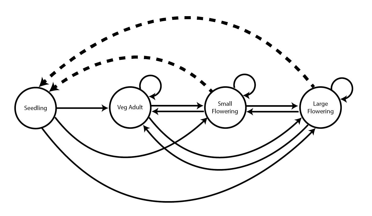  Figure 12.1: Life history model of Anthyllis vulneraria. Solid arrows indicate survival transitions while dashed arrows indicate fecundity transitions.