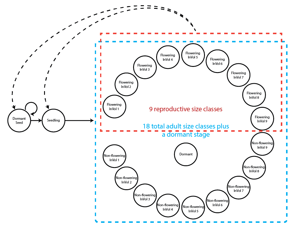  Model 9. Complex life history model of Lathyrus vernus using log leaf volume as the size classification metric
