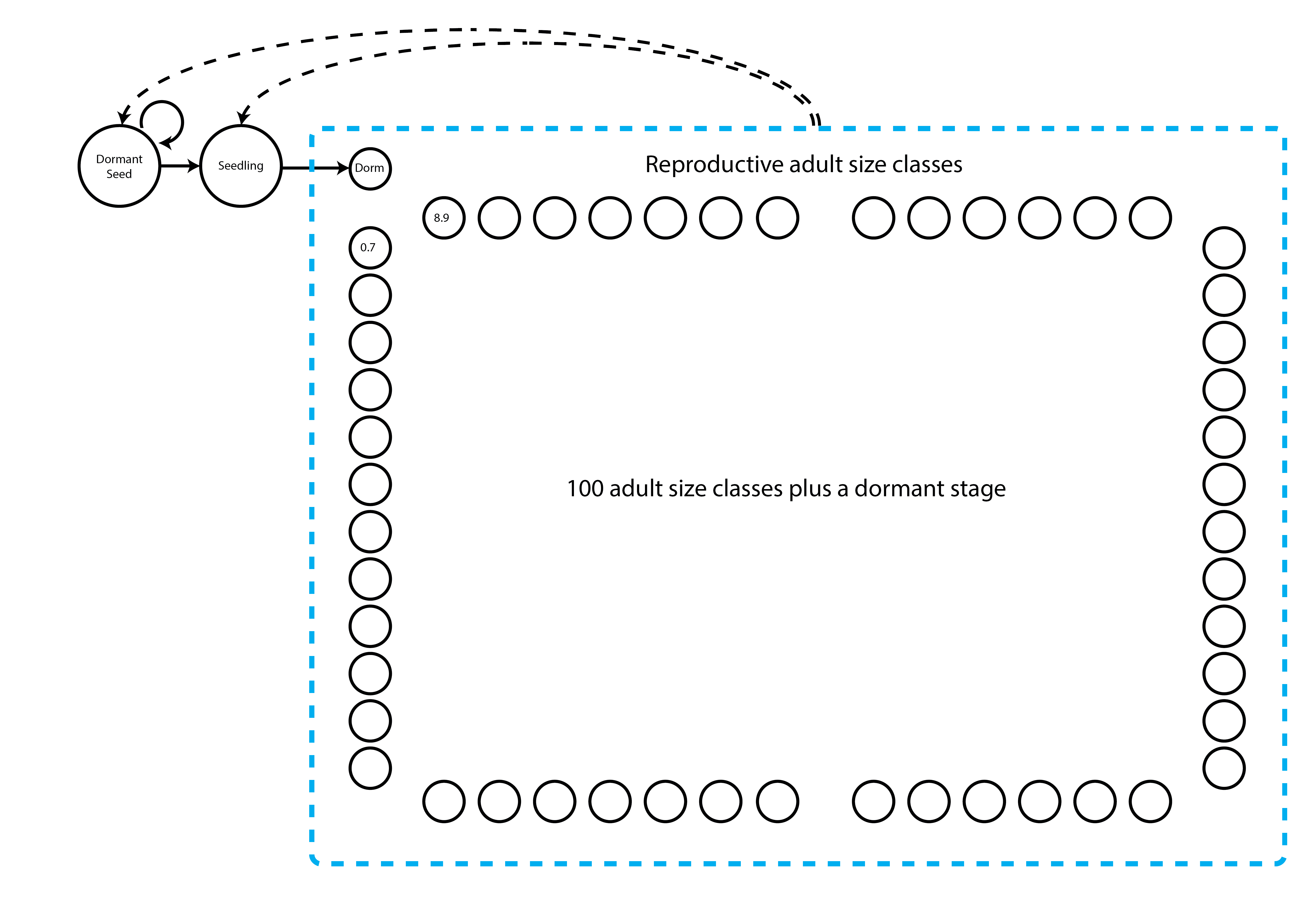  Figure 7.2: Life history model of Lathyrus vernus using log leaf volume. Not all adult classes are shown. Survival transitions are indicated with solid arrows, while fecundity transitions are indicated with dashed arrows.