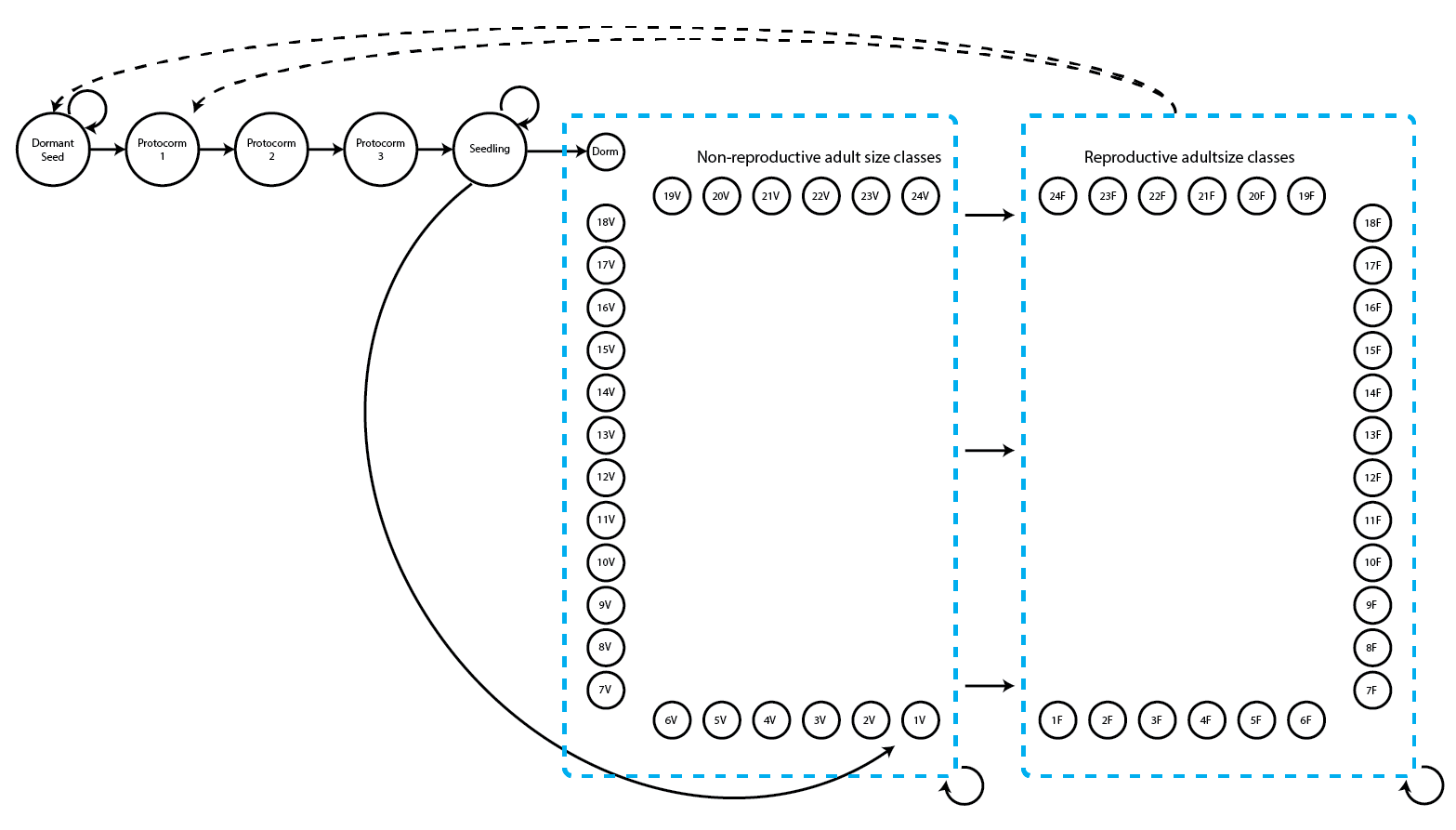  Figure 5.3: Imaginary life history model based on Cypripedium candidum, with permanent transitions from non-reproductive to reproductive adult stages